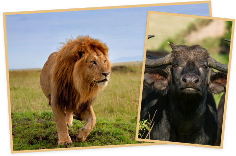 마사이마라 (Masai Mara) 이미지