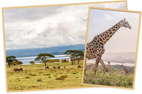 나이바샤 (Naivasha) 이미지